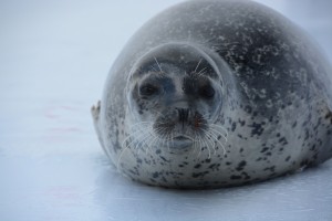 加茂のエリザベス