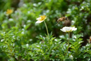 チングルマと蜂